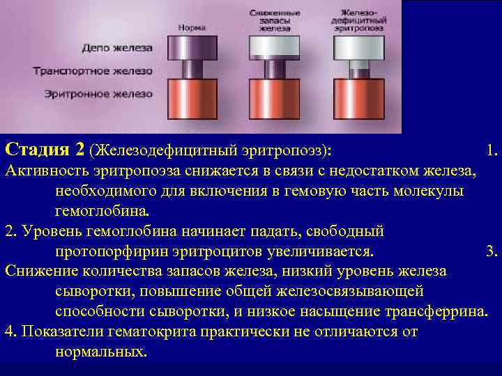 Стадия 2 (Железодефицитный эритропоэз): 1. Активность эритропоэза снижается в связи с недостатком железа, необходимого