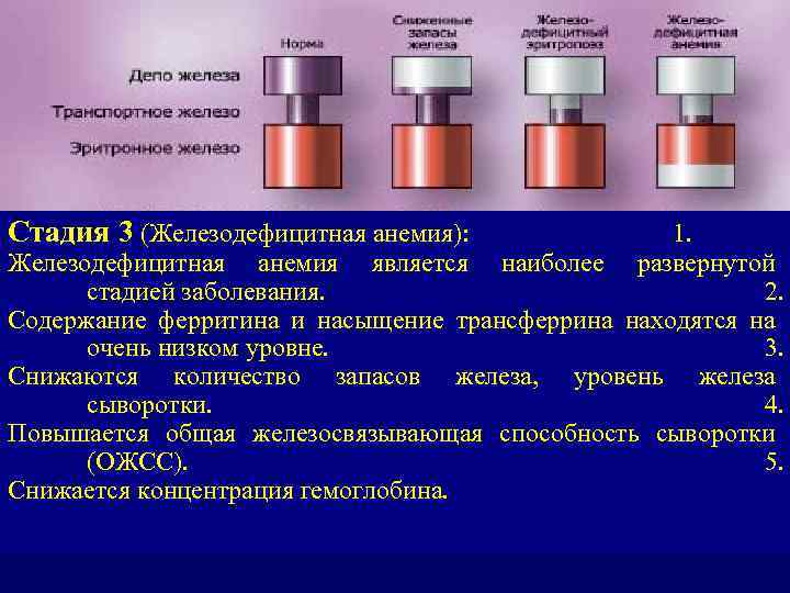 Стадия 3 (Железодефицитная анемия): 1. Железодефицитная анемия является наиболее развернутой стадией заболевания. 2. Содержание