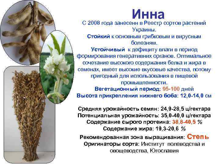 Иннасортов растений С 2008 года занесенн в Реестр Украины. Стойкий к основным грибковым и