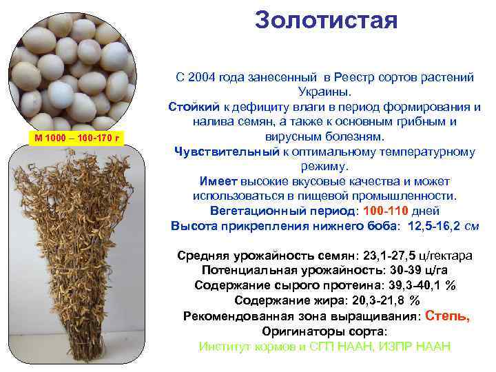Золотистая М 1000 – 160 -170 г С 2004 года занесенный в Реестр сортов