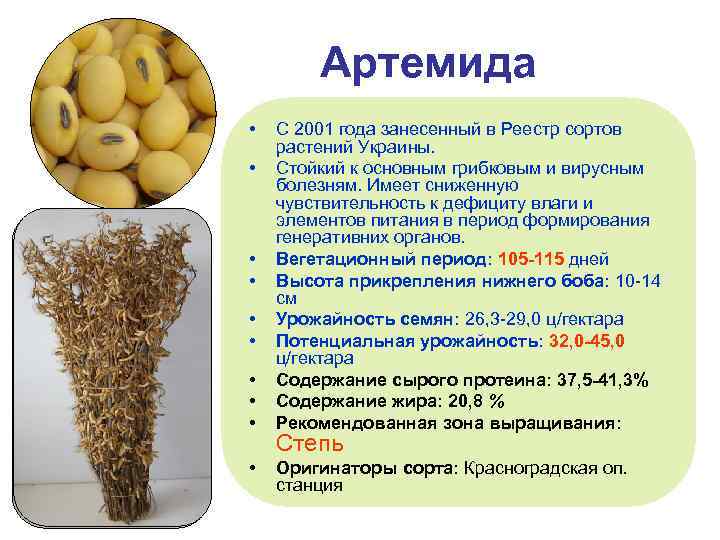Артемида • • • С 2001 года занесенный в Реестр сортов растений Украины. Стойкий