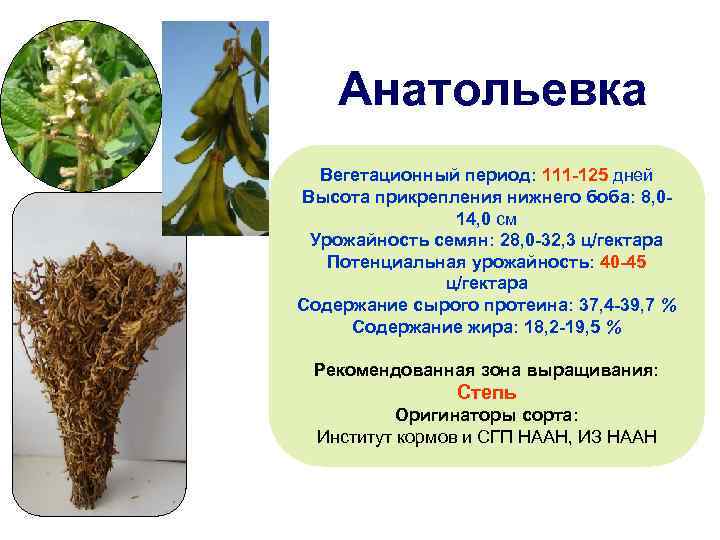 Анатольевка Вегетационный период: 111 -125 дней Высота прикрепления нижнего боба: 8, 014, 0 см