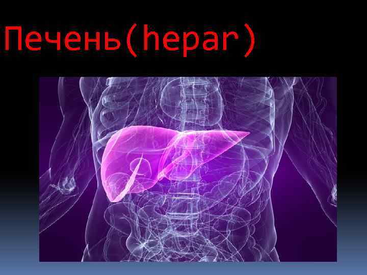 Печень(hepar) 