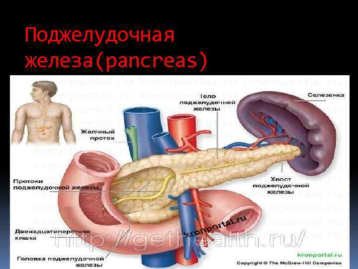 Поджелудочная железа(pancreas) 