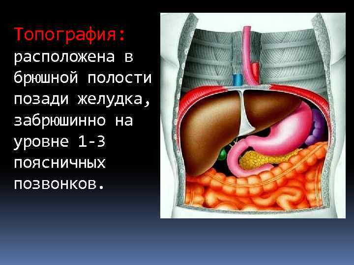 Топография: расположена в брюшной полости позади желудка, забрюшинно на уровне 1 -3 поясничных позвонков.