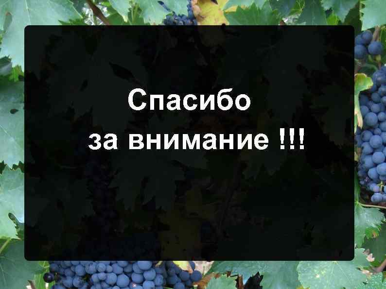 Спасибо за внимание !!! 