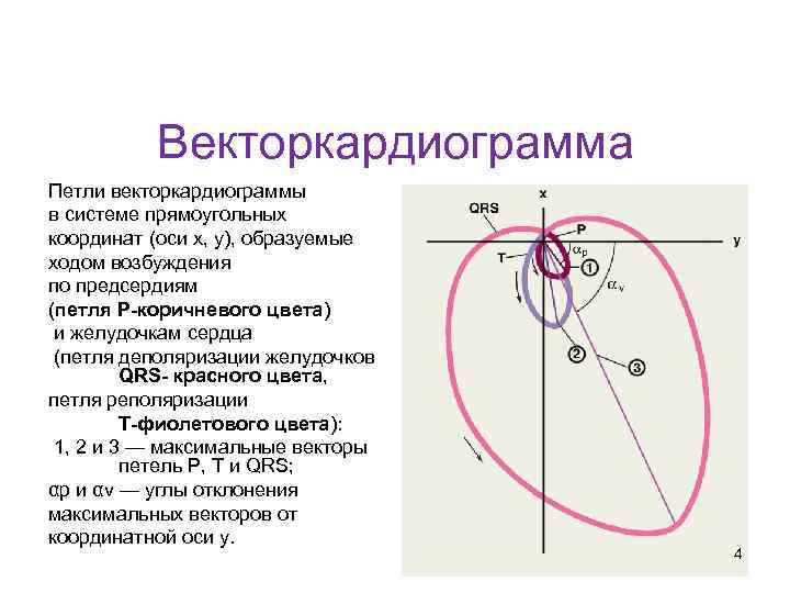 Кафедра физики, математики и информатики Векторкардиограмма Петли векторкардиограммы в системе прямоугольных координат (оси х,