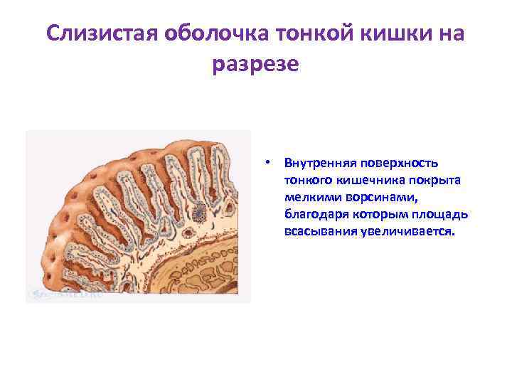 Слизистая оболочка тонкой кишки на разрезе • Внутренняя поверхность тонкого кишечника покрыта мелкими ворсинами,