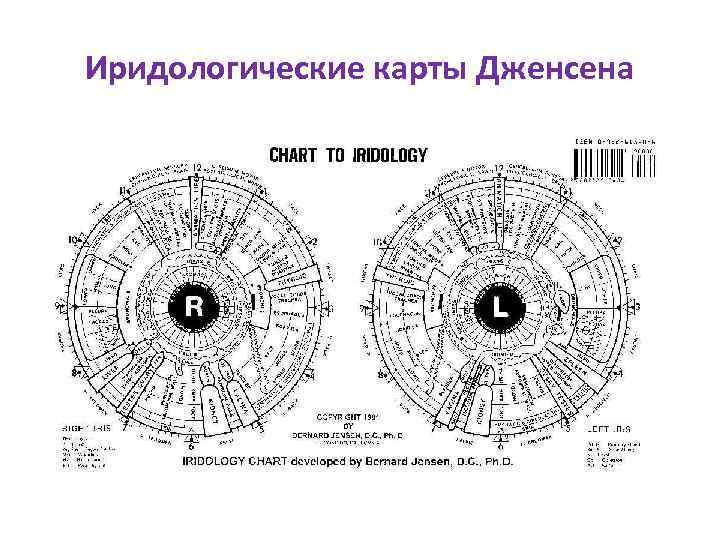 Иридологические карты Дженсена 