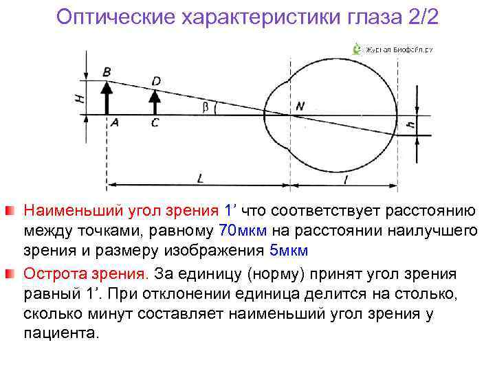 Оптические характеристики глаза 2/2 Наименьший угол зрения 1’ что соответствует расстоянию между точками, равному