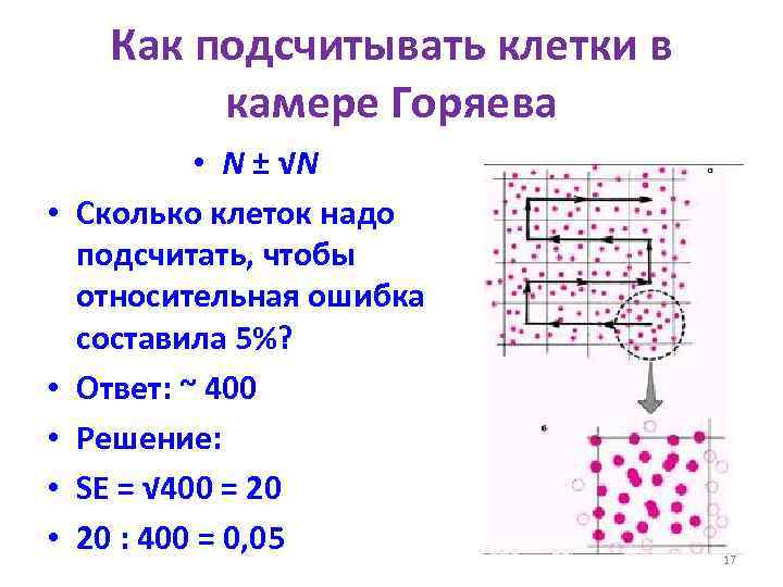 Как подсчитывать клетки в камере Горяева • • • N ± √N Сколько клеток