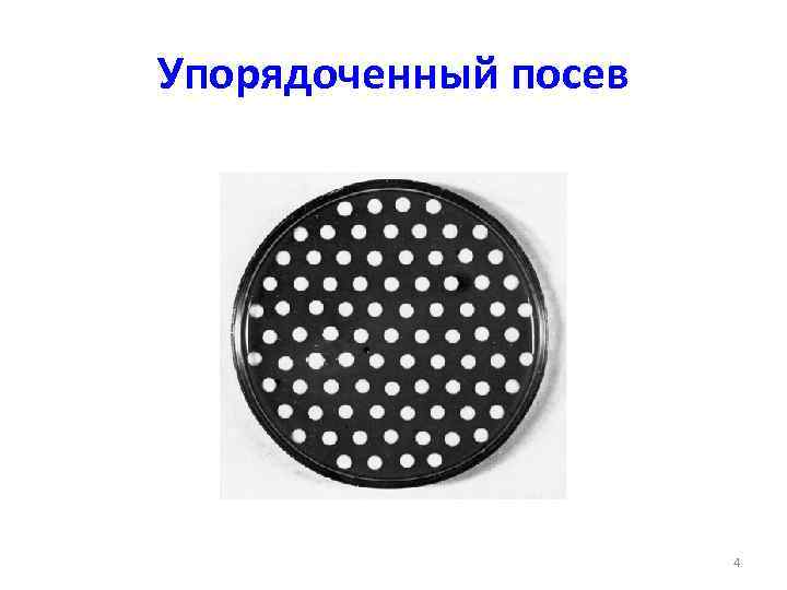 Упорядоченный посев 4 