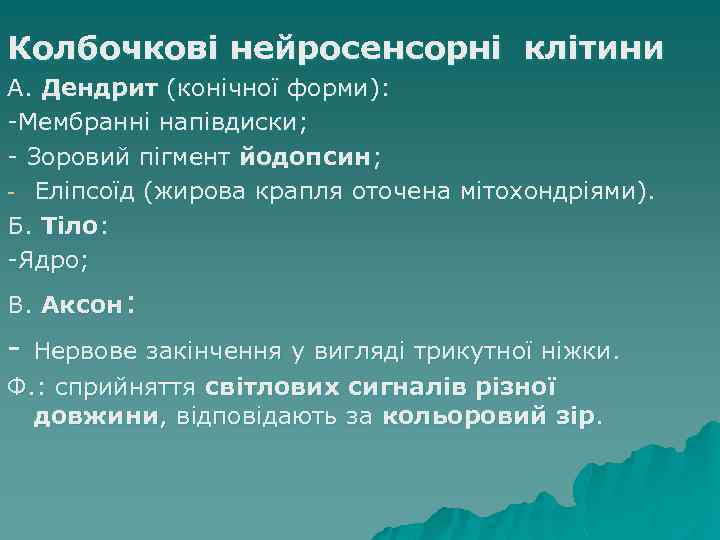 Колбочкові нейросенсорні клітини А. Дендрит (конічної форми): -Мембранні напівдиски; - Зоровий пігмент йодопсин; -