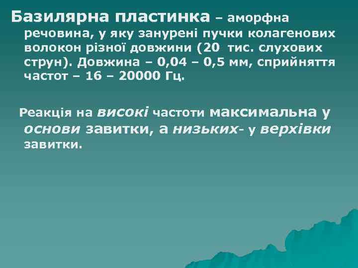 Базилярна пластинка – аморфна речовина, у яку занурені пучки колагенових волокон різної довжини (20