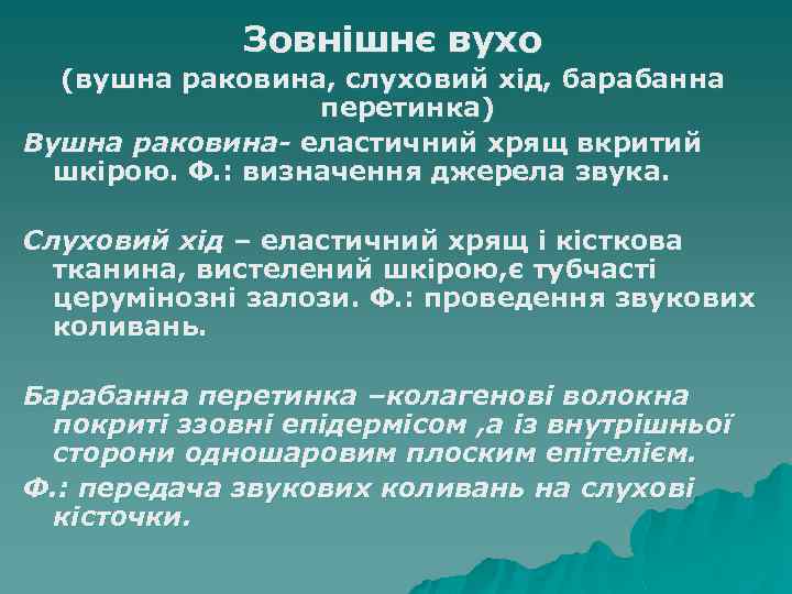 Зовнішнє вухо (вушна раковина, слуховий хід, барабанна перетинка) Вушна раковина- еластичний хрящ вкритий шкірою.