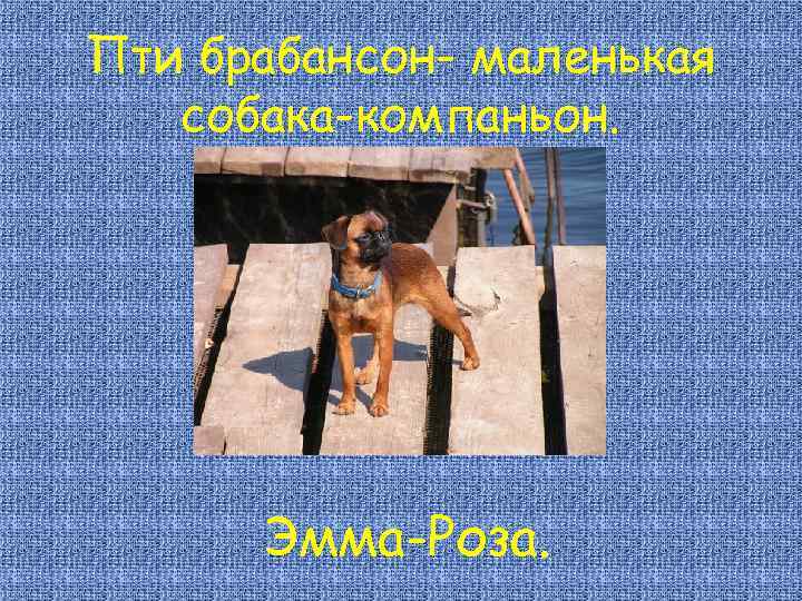 Пти брабансон- маленькая собака-компаньон. Эмма-Роза. 