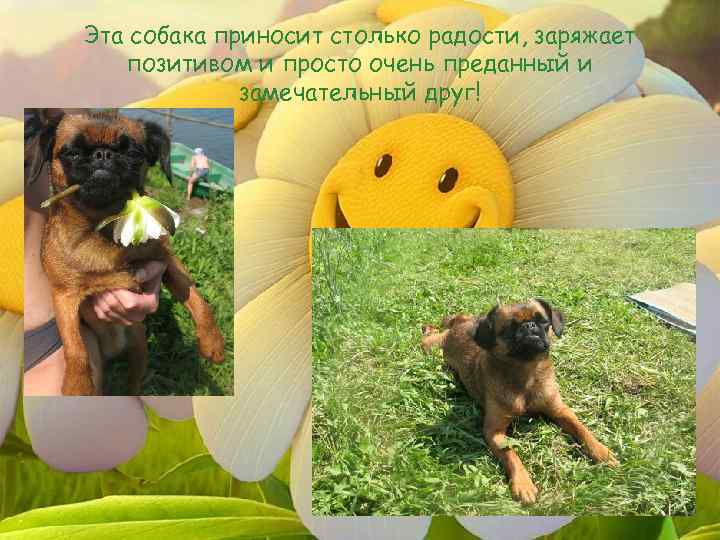 Эта собака приносит столько радости, заряжает позитивом и просто очень преданный и замечательный друг!