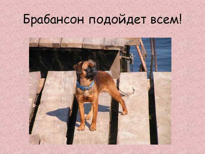 Брабансон подойдет всем! 