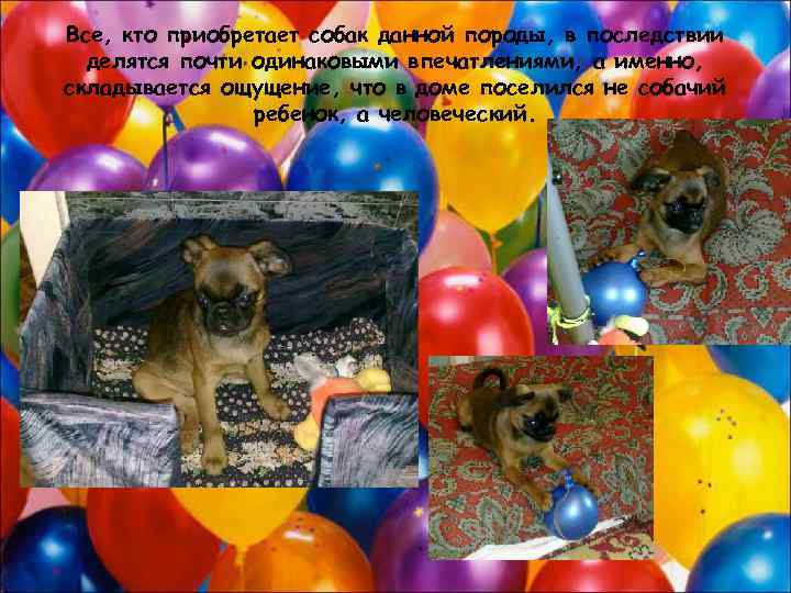 Все, кто приобретает собак данной породы, в последствии делятся почти одинаковыми впечатлениями, а именно,