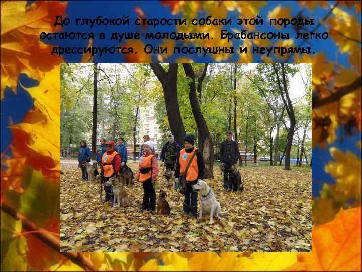 До глубокой старости собаки этой породы остаются в душе молодыми. Брабансоны легко дрессируются. Они