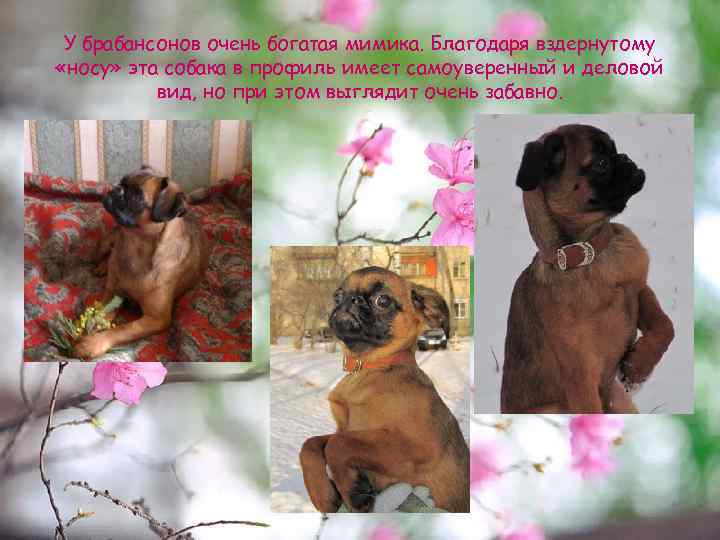 У брабансонов очень богатая мимика. Благодаря вздернутому «носу» эта собака в профиль имеет самоуверенный