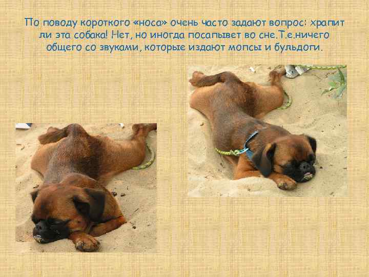 По поводу короткого «носа» очень часто задают вопрос: храпит ли эта собака! Нет, но