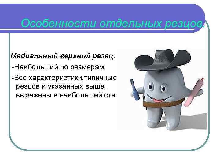 Особенности отдельных резцов. Медиальный верхний резец. -Наибольший по размерам. -Все характеристики, типичные для резцов