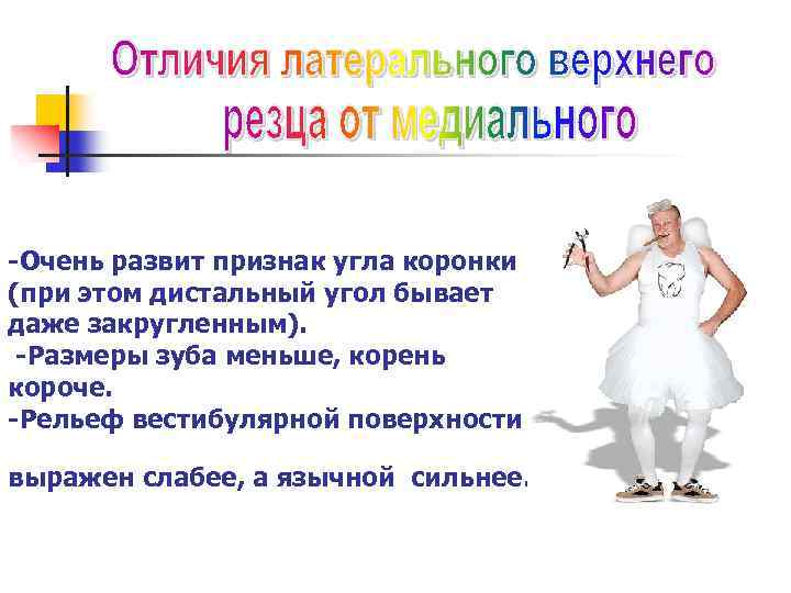 -Очень развит признак угла коронки (при этом дистальный угол бывает даже закругленным). -Размеры зуба