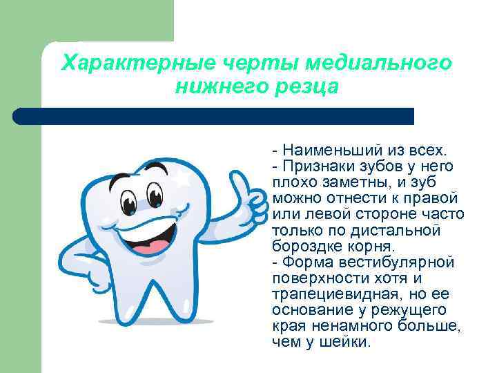 Характерные черты медиального нижнего резца - Наименьший из всех. - Признаки зубов у него