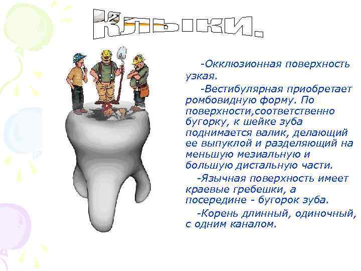 -Окклюзионная поверхность узкая. -Вестибулярная приобретает ромбовидную форму. По поверхности, соответственно бугорку, к шейке зуба