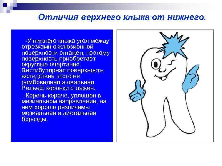 Отличия верхнего клыка от нижнего. -У нижнего клыка угол между отрезками окклюзионной поверхности сглажен,