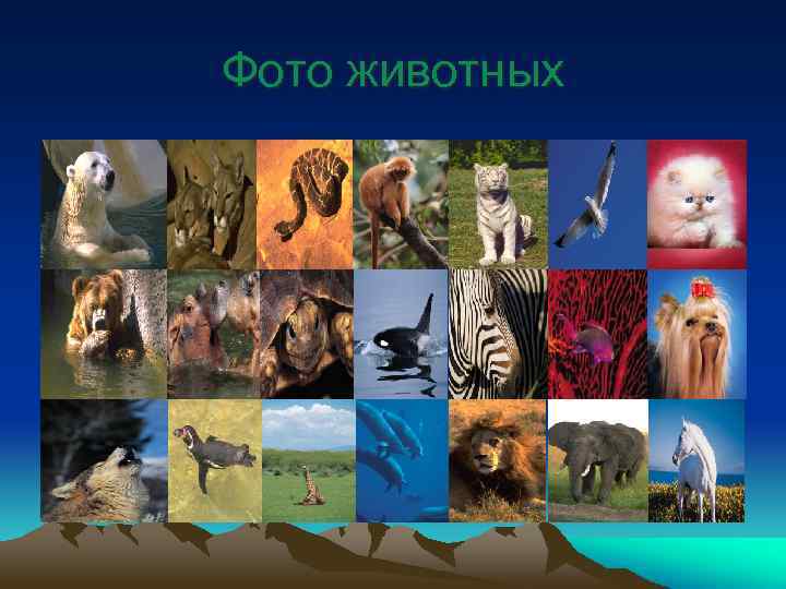 Фото животных 