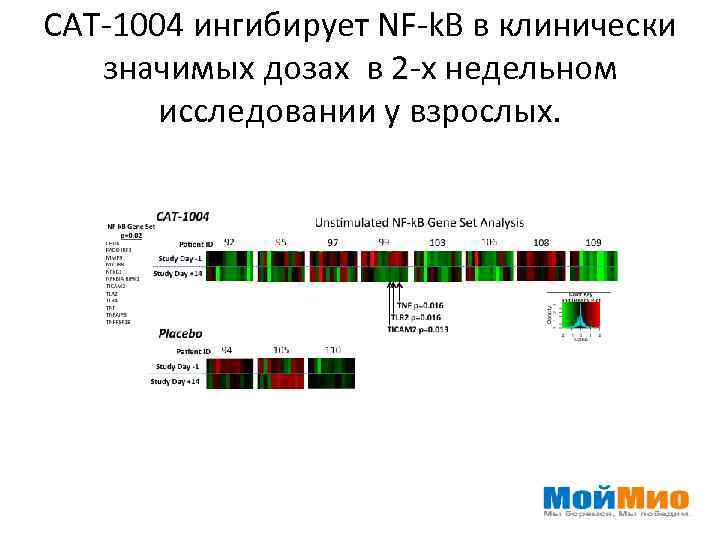 САТ-1004 ингибирует NF-k. B в клинически значимых дозах в 2 -х недельном исследовании у