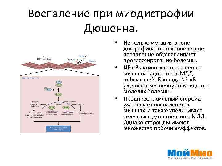 Воспаление при миодистрофии Дюшенна. • Не только мутация в гене дистрофина, но и хроническое