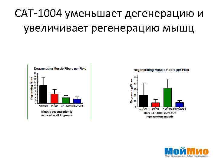 САТ-1004 уменьшает дегенерацию и увеличивает регенерацию мышц 