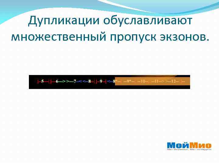 Дупликации обуславливают множественный пропуск экзонов. 
