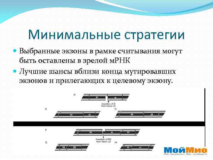 Минимальные стратегии Выбранные экзоны в рамке считывания могут быть оставлены в зрелой м. РНК