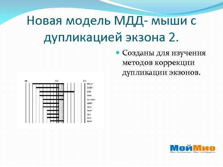 Новая модель МДД- мыши с дупликацией экзона 2. Созданы для изучения методов коррекции дупликации