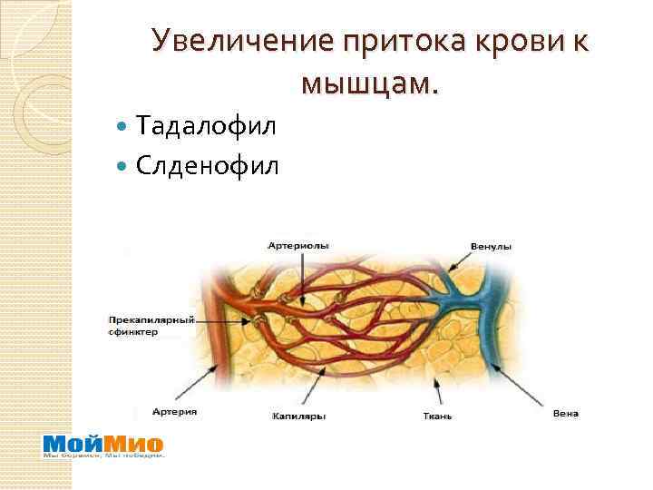 Увеличение притока крови к мышцам. Тадалофил Слденофил 