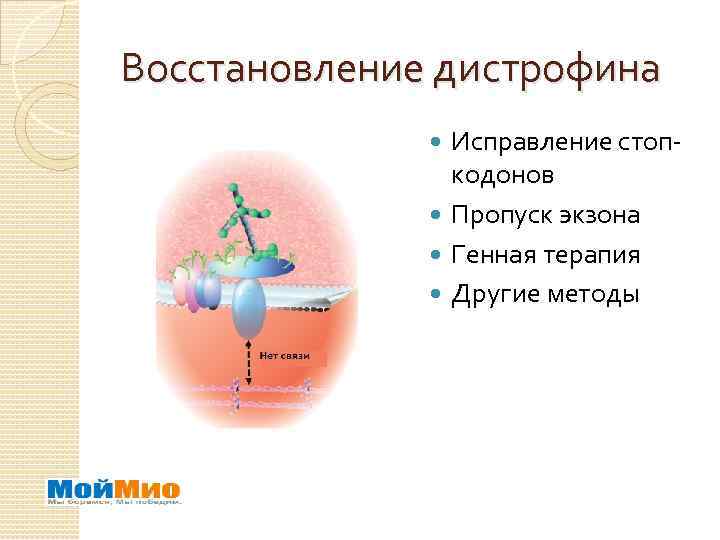 Восстановление дистрофина Исправление стопкодонов Пропуск экзона Генная терапия Другие методы 