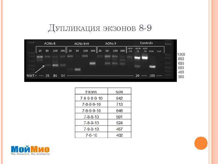 ДУПЛИКАЦИЯ ЭКЗОНОВ 8 -9 