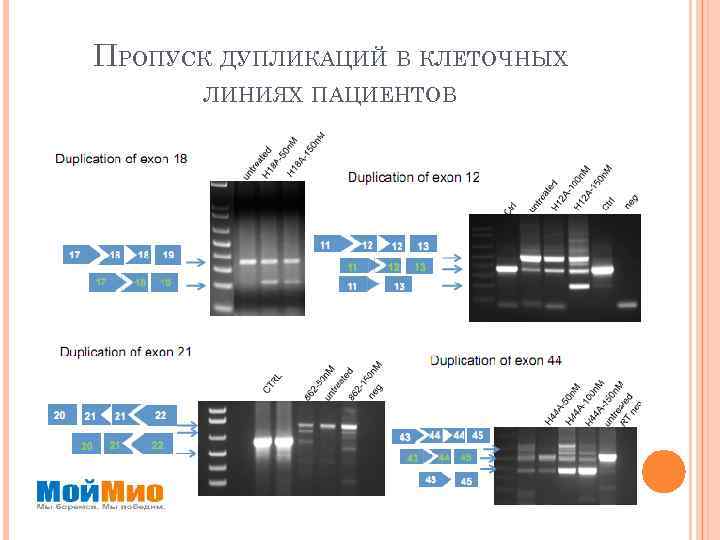 ПРОПУСК ДУПЛИКАЦИЙ В КЛЕТОЧНЫХ ЛИНИЯХ ПАЦИЕНТОВ 