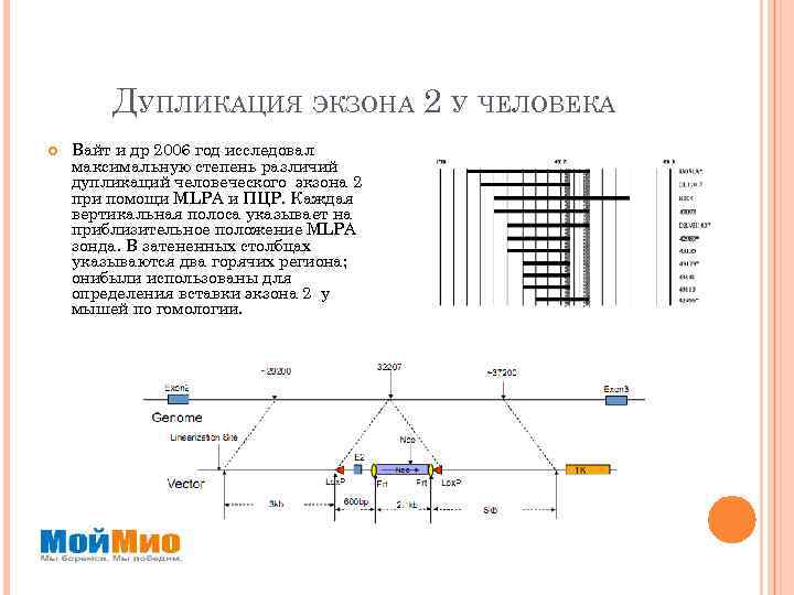 ДУПЛИКАЦИЯ ЭКЗОНА 2 У ЧЕЛОВЕКА Вайт и др 2006 год исследовал максимальную степень различий