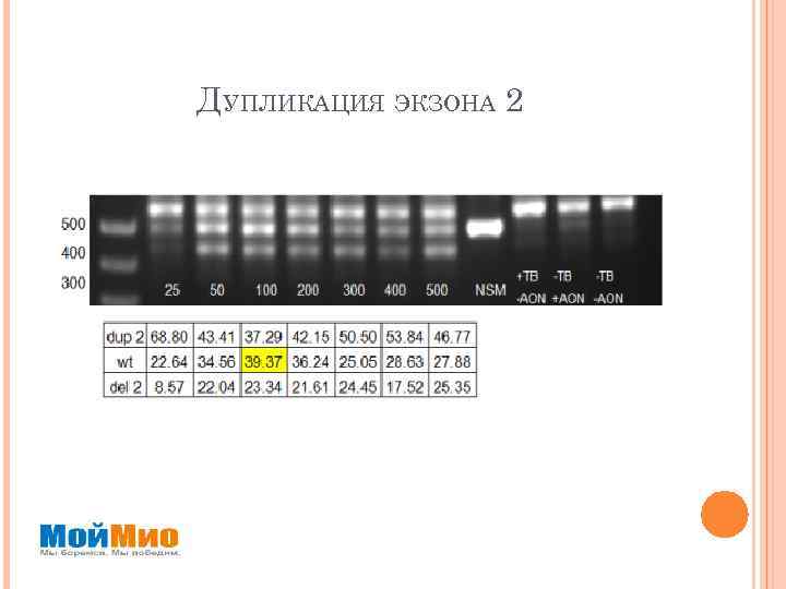 ДУПЛИКАЦИЯ ЭКЗОНА 2 