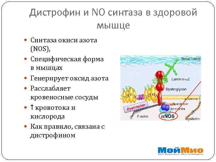 Дистрофин и NO синтаза в здоровой мышце Синтаза окиси азота (NOS), Специфическая форма в