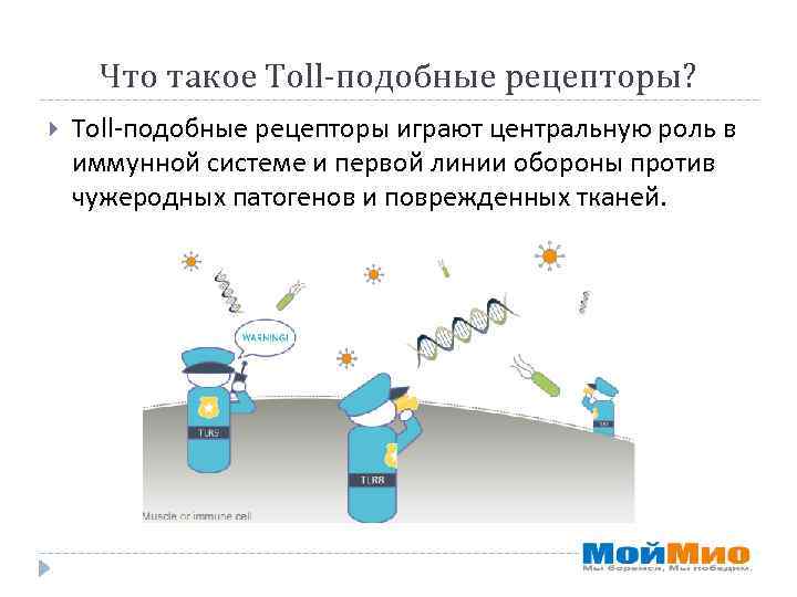 Что такое Toll-подобные рецепторы? Toll-подобные рецепторы играют центральную роль в иммунной системе и первой