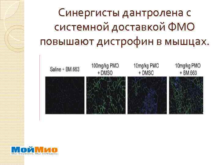 Синергисты дантролена с системной доставкой ФМО повышают дистрофин в мышцах. 