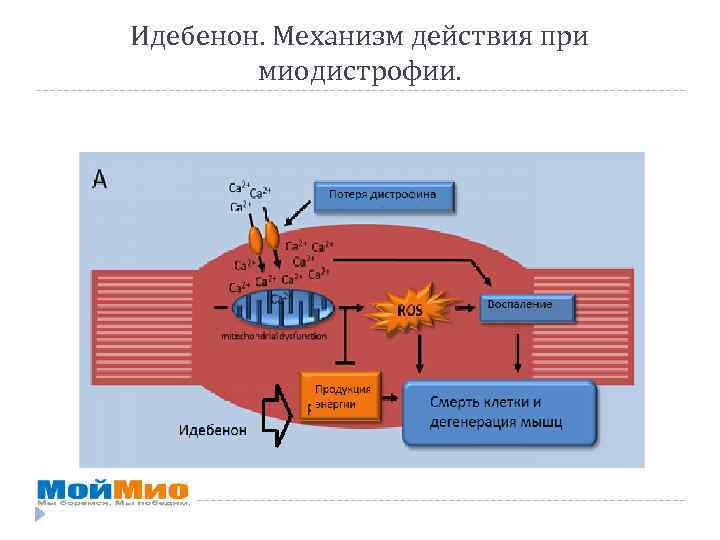 Идебенон. Механизм действия при миодистрофии. 