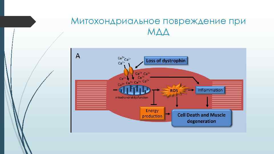 Митохондриальное повреждение при МДД 
