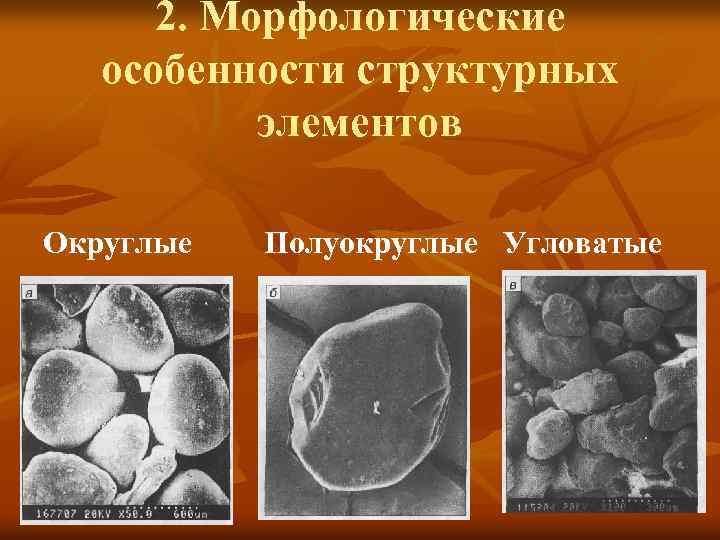 2. Морфологические особенности структурных элементов Округлые Полуокруглые Угловатые 